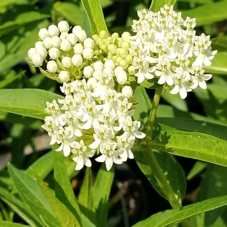 Milkmaid Swamp Milkweed - Nature Hills Nursery - #1 Container - 