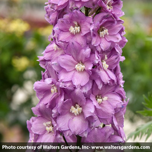Million Dollar Blush Delphinium - Nature Hills Nursery - Quart Container - 