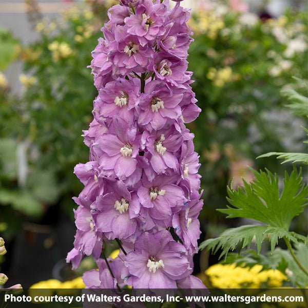 Million Dollar Blush Delphinium - Nature Hills Nursery - Quart Container - 