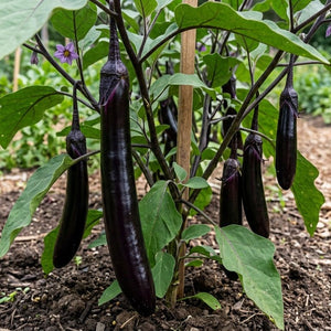 Millionaire eggplant plants bearing long, glossy dark purple fruit hanging from staked stems in a garden bed.