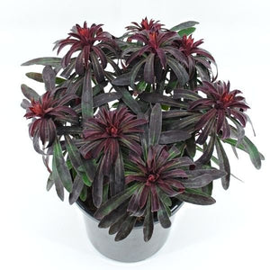 Miner's Merlot Spurge - Nature Hills Nursery - #1 Container 2 Pack - 