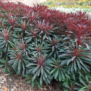 Miner's Merlot Spurge - Nature Hills Nursery - #1 Container 2 Pack - 