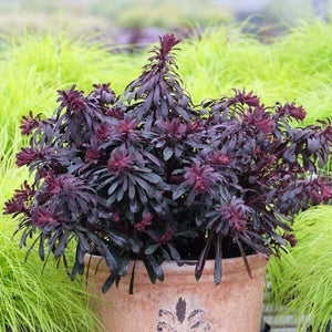 Miner's Merlot Spurge - Nature Hills Nursery - #1 Container 2 Pack - 