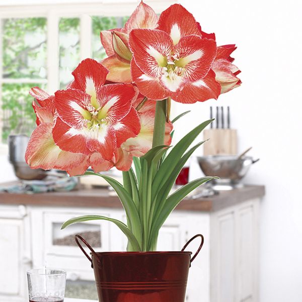 Minerva Amaryllis Decorative Planter