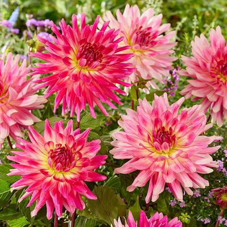 Mingus Julie Dahlia - Nature Hills Nursery - 3 Pack Bulbs - 