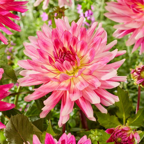 Mingus Julie Dahlia - Nature Hills Nursery - 3 Pack Bulbs - 