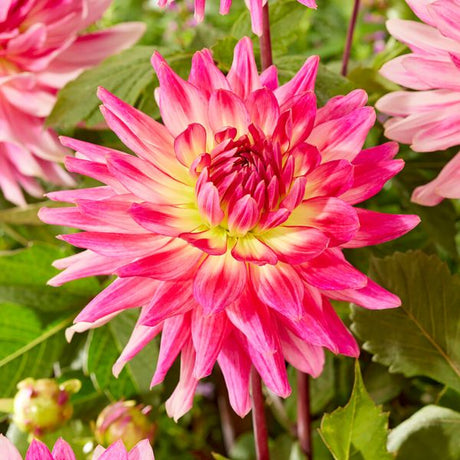 Mingus Julie Dahlia - Nature Hills Nursery - 3 Pack Bulbs - 
