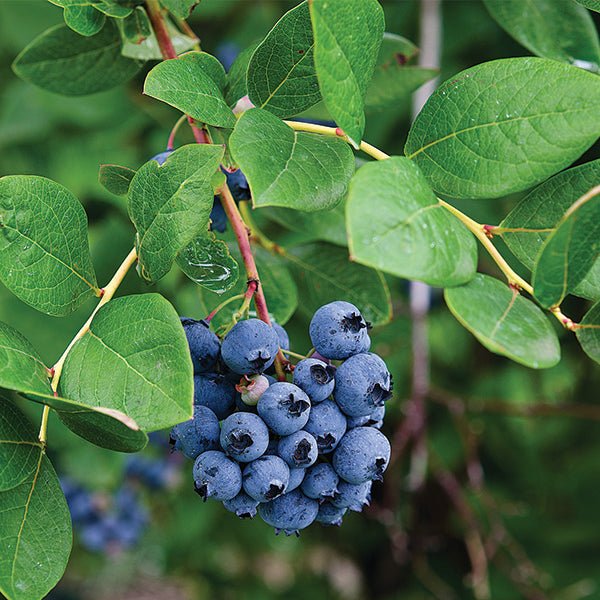 Mini Blues Blueberry Bush - Nature Hills Nursery - #1 Container - 