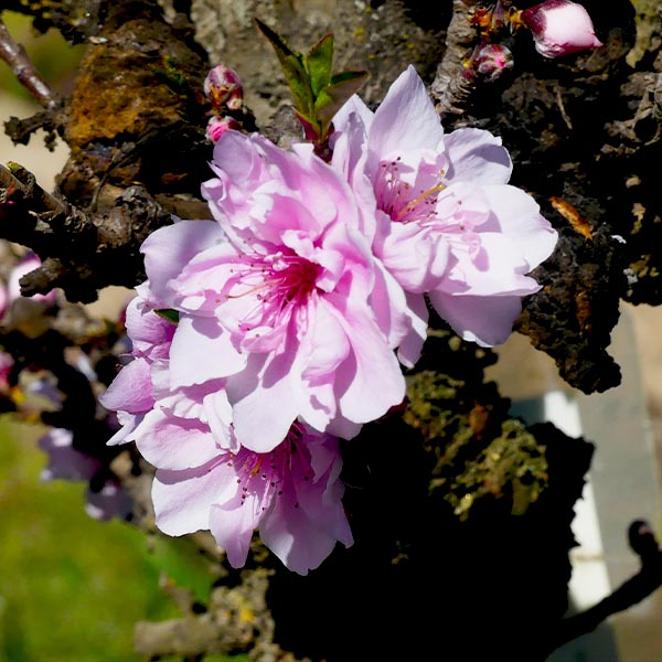 Bonanza Peach Tree (Prunus persica 'Bonanza'), a tree featuring pink flowers and deciduous.