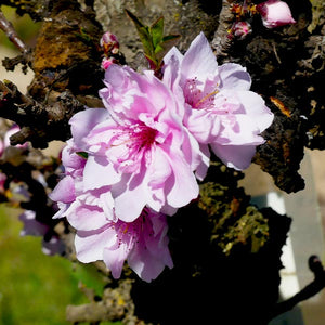 Bonanza Peach Tree (Prunus persica 'Bonanza'), a tree featuring pink flowers and deciduous.