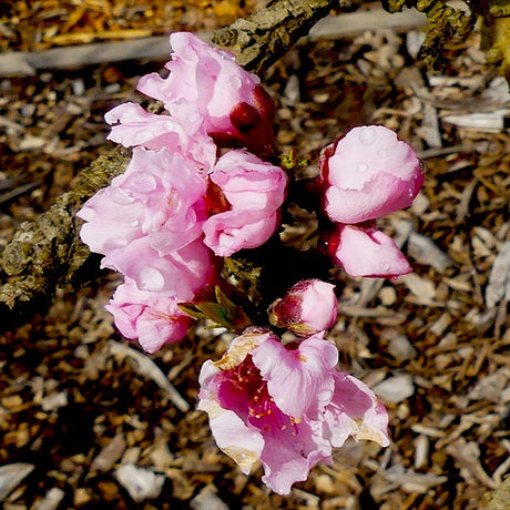 Mini Nectar Babe Nectarine Tree - Nature Hills Nursery - Paper Pot 4 - 5 Feet - 