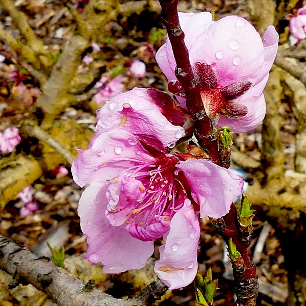 Mini Pix Zee Peach Tree - Nature Hills Nursery - #3 Container 3 - 4 Feet - 