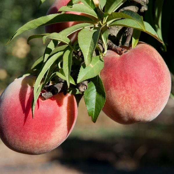 Mini Snow Babe Peach Tree - Nature Hills Nursery - #3 Container 3 - 4 Feet - 