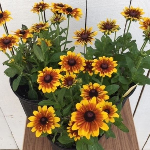 MiniBeckia&trade; Flame Rudbeckia - Nature Hills Nursery - Quart Container - 