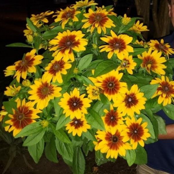 MiniBeckia&trade; Flame Rudbeckia - Nature Hills Nursery - Quart Container - 