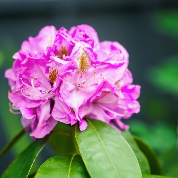 rhododendron pret Minnetonka Rhododendron