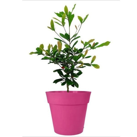Miracle Fruit - Nature Hills Nursery - #1 Container - 