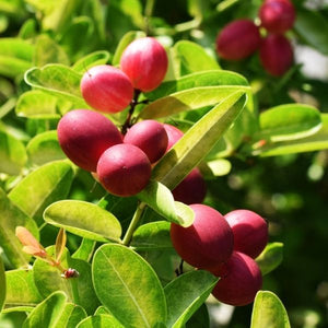 Miracle Fruit - Nature Hills Nursery - #1 Container - 
