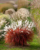 Plants Under $30