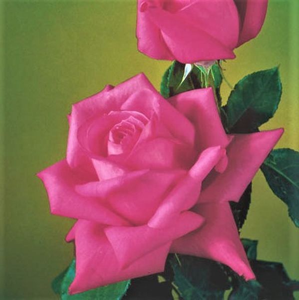 Miss All - American Beauty Hybrid Tea Rose - Rose - Nature Hills Nursery - 2 Container - 