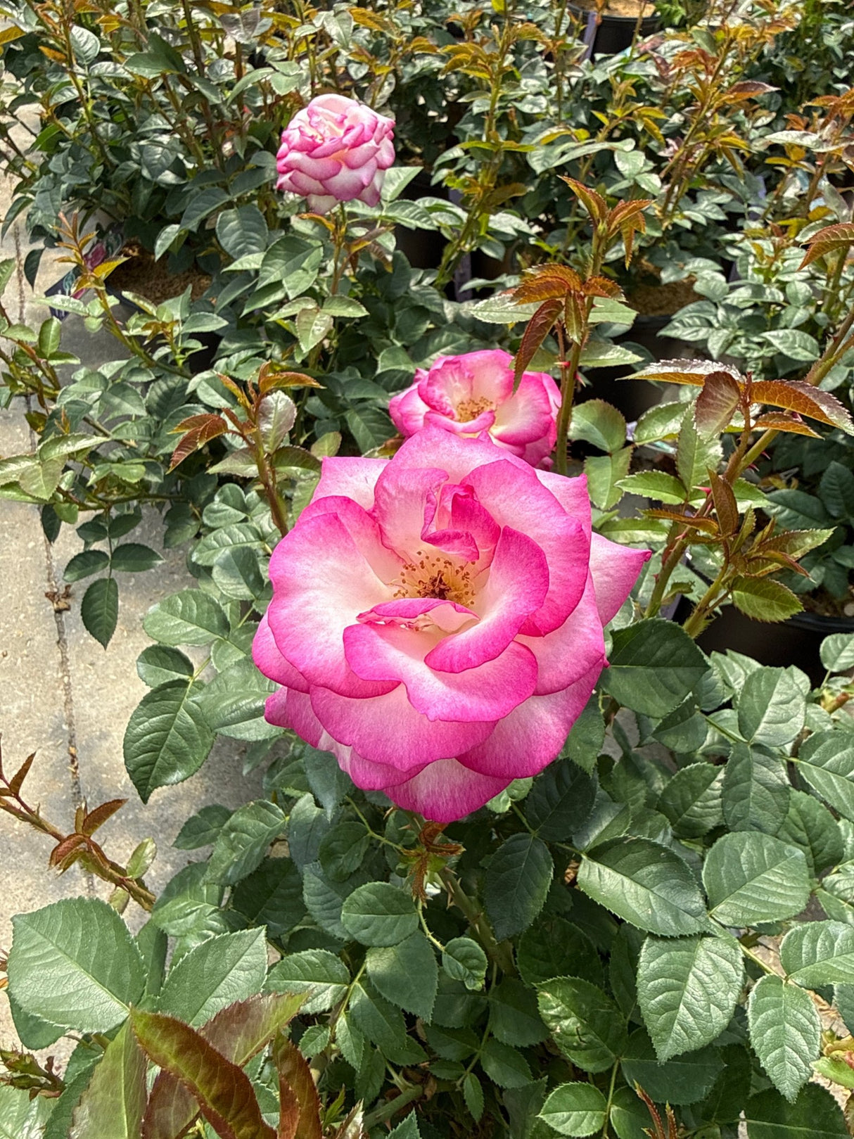 Miss Congeniality Grandiflora Rose blooming with bright pink and cream petals on a lush green shrub in full sun.