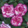 Miss Congeniality&trade; Grandiflora Rose Tree - Nature Hills Nursery - #5 Container 3 - 4 Feet - 