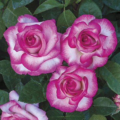 Miss Congeniality&trade; Grandiflora Rose Tree - Nature Hills Nursery - #5 Container 3 - 4 Feet - 
