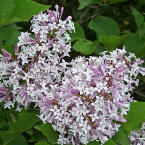 Miss Kim Lilac Tree - Nature Hills Nursery - #1 Container - 