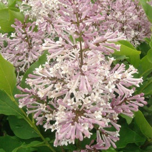Miss Kim Lilac Tree - Nature Hills Nursery - #1 Container - 