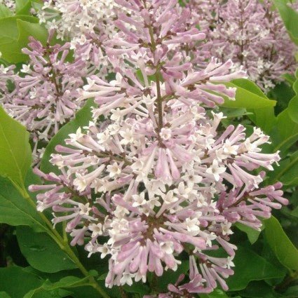 Miss Kim Lilac Tree - Nature Hills Nursery - #1 Container - 
