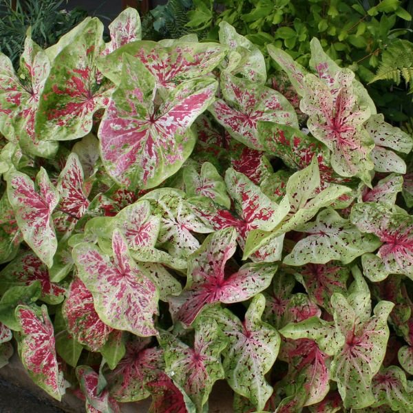 Miss Muffet Dwarf Caladium - Bulbs - Nature Hills Nursery - 3 Pack Bulbs - 