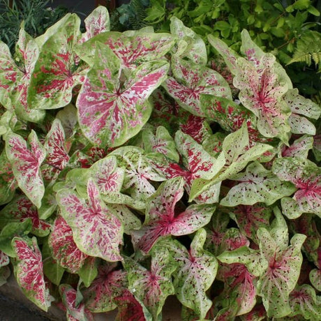 Miss Muffet Dwarf Caladium - Bulbs - Nature Hills Nursery - 3 Pack Bulbs - 