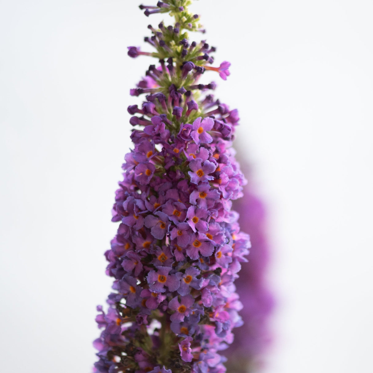 Buddleia butterfly bush spike covered in dense clusters of small purple and pink flowers with orange centers.