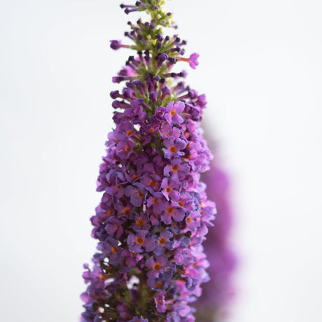 Buddleia butterfly bush spike covered in dense clusters of small purple and pink flowers with orange centers.