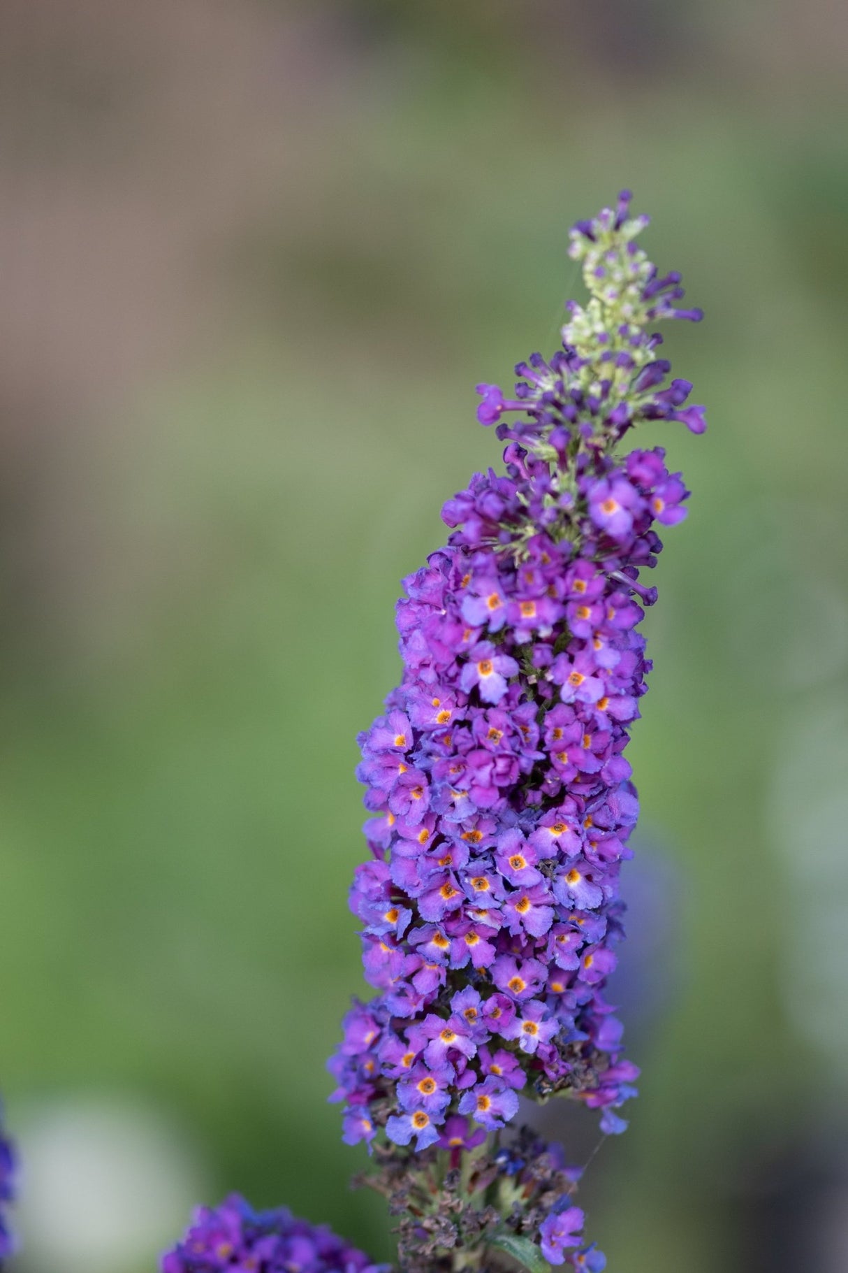 Buddleia Miss Violet Butterfly Bush displaying a dense purple flower spike with orange-centered florets against a soft green background.