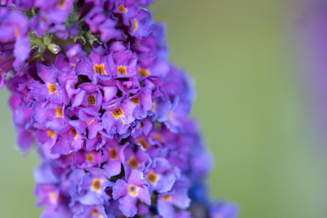 Close-up of Miss Violet Butterfly Bush blooms showing dense clusters of small purple flowers with orange centers.