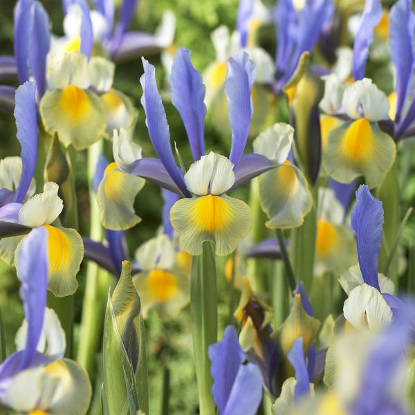 Miss Saigon Dutch Iris Blooms