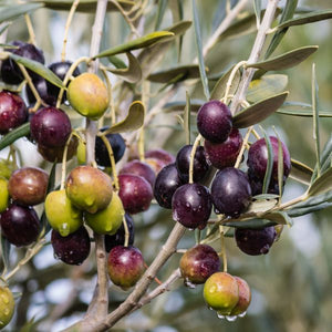Mission Olive Tree - Nature Hills Nursery - 5x5x12 Inch Container - 