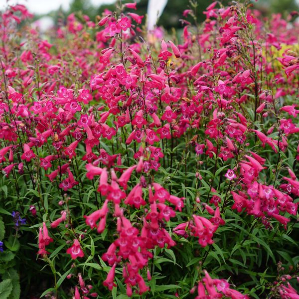 MissionBells&trade; Deep Rose Penstemon