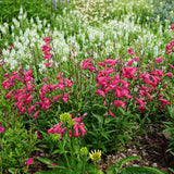 MissionBells&trade; Deep Rose Penstemon