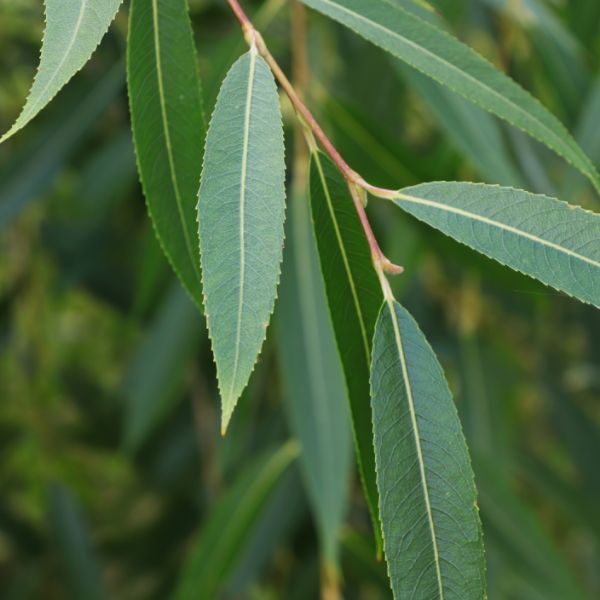 Missouri Willow Tree - Nature Hills Nursery - #3 Container 2 - 3 Feet - 