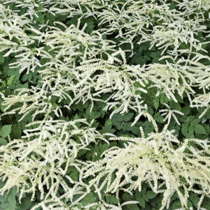 Misty Lace Dwarf Goatsbeard - Nature Hills Nursery - #1 Container - 