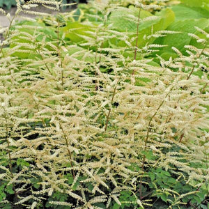 Misty Lace Dwarf Goatsbeard - Nature Hills Nursery - #1 Container - 