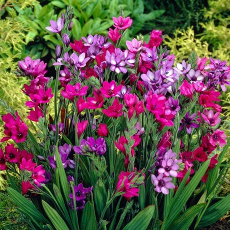 Mixed Babiana - Nature Hills Nursery - 25 Pack Bulbs - 