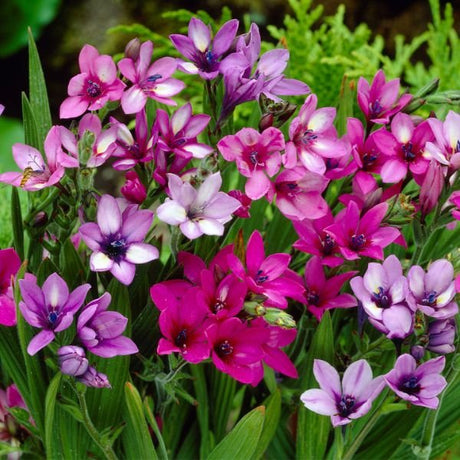 Mixed Babiana - Nature Hills Nursery - 25 Pack Bulbs - 
