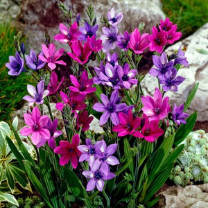 Mixed Babiana - Nature Hills Nursery - 25 Pack Bulbs - 