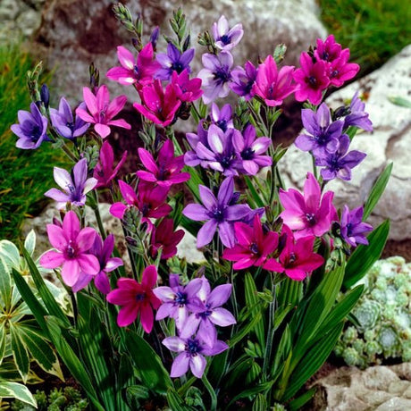 Mixed Babiana - Nature Hills Nursery - 25 Pack Bulbs - 