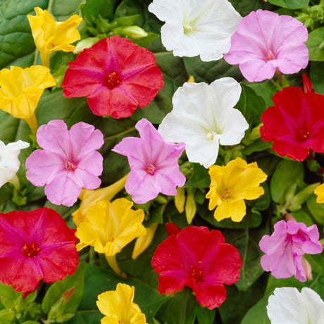 Mixed Four O'Clock - Perennial - Nature Hills Nursery - 