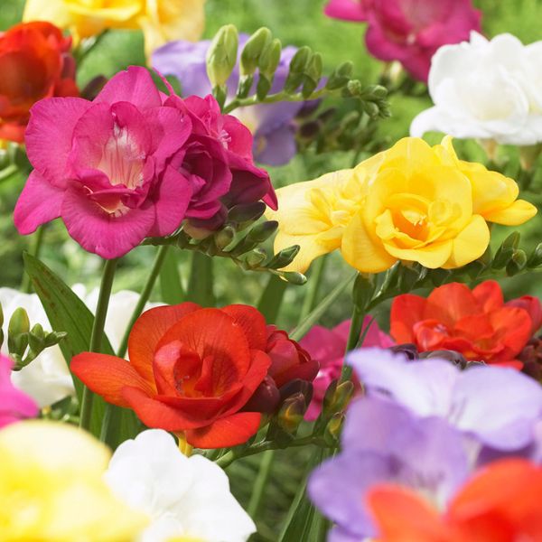 Mixed Freesia - Nature Hills Nursery - 25 Pack Bulbs - 