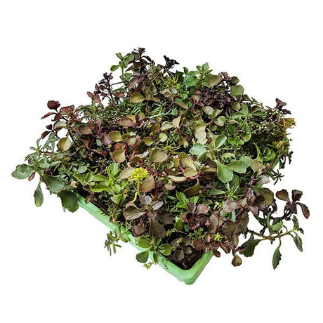 Mixed Species Sedum Mat - Nature Hills Nursery - 10x10" Mat 2 Pack - 